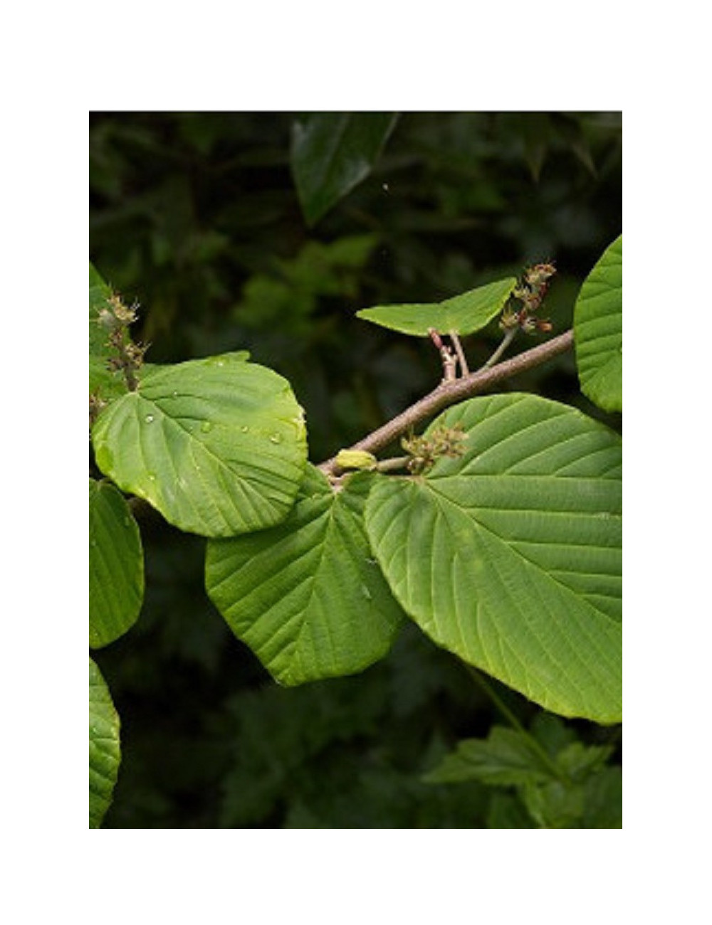 CORYLOPSIS pauciflora