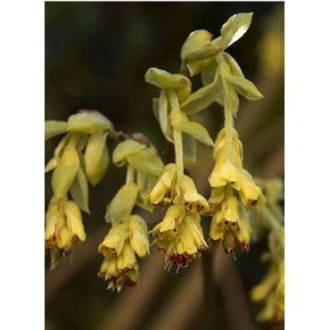 CORYLOPSIS pauciflora