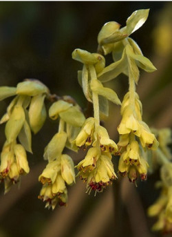 CORYLOPSIS pauciflora