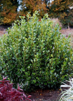 GRISELINIA littoralis GREEN HORIZON