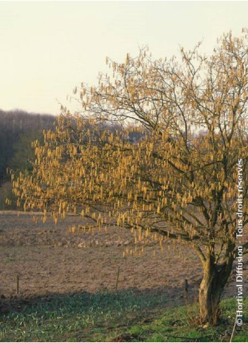 CORYLUS avellana