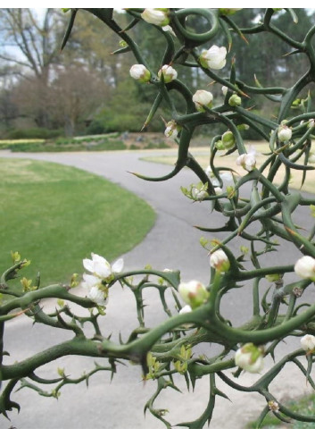 PONCIRUS trifoliata