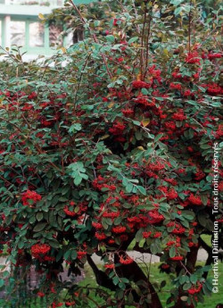 COTONEASTER lacteus