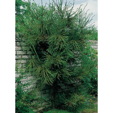 CRYPTOMERIA japonica ARAUCARIOIDES