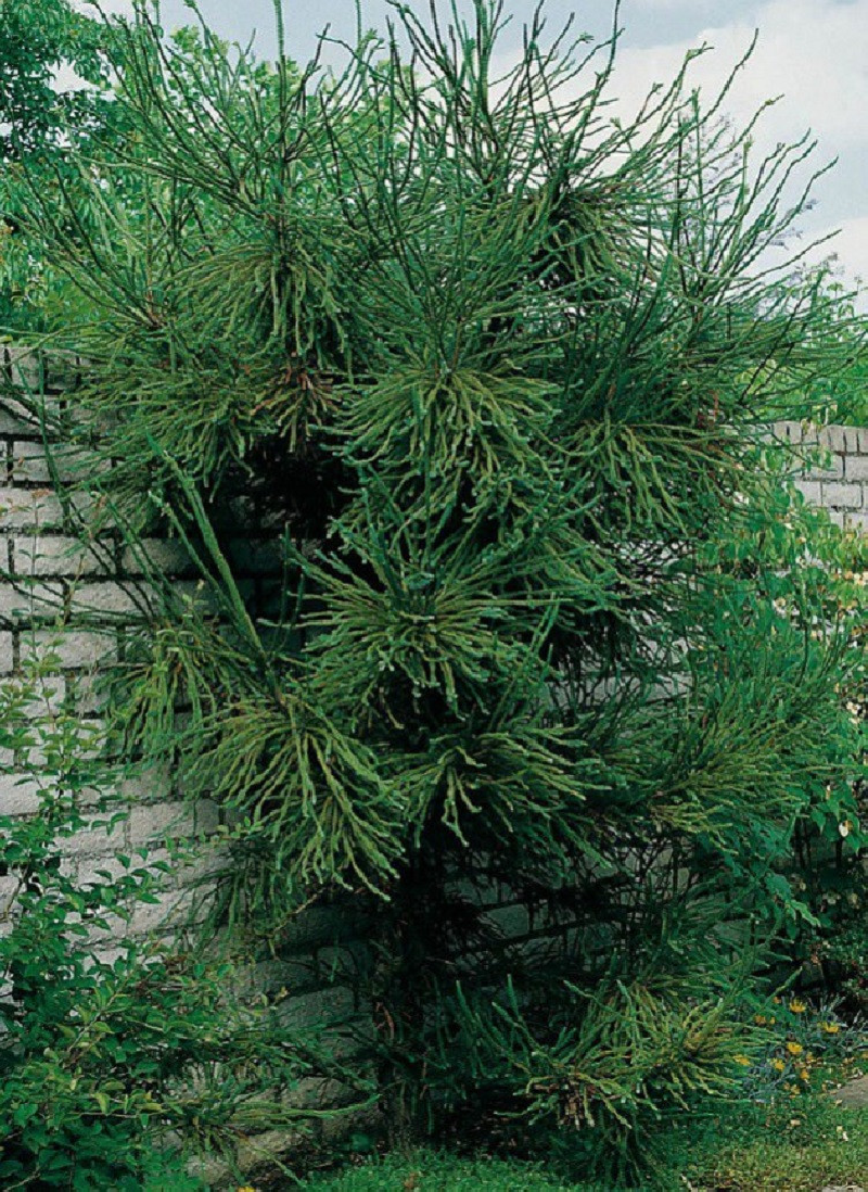 CRYPTOMERIA japonica ARAUCARIOIDES