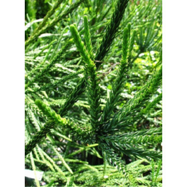 CRYPTOMERIA japonica ARAUCARIOIDES