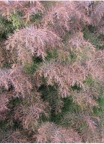 CRYPTOMERIA japonica ELEGANS