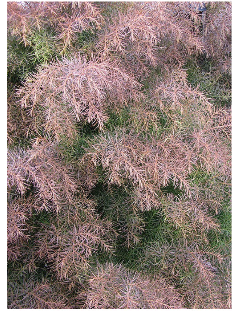 CRYPTOMERIA japonica ELEGANS