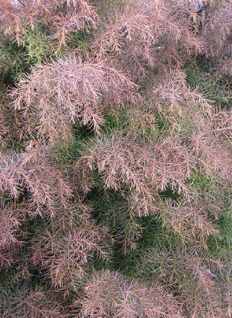 CRYPTOMERIA japonica ELEGANS