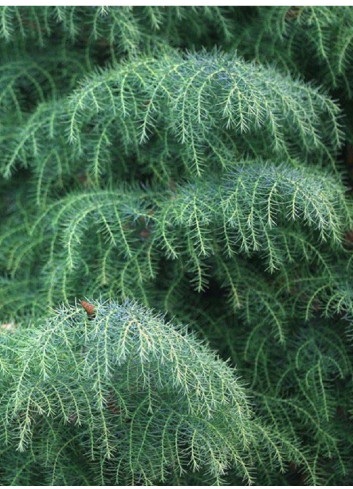 CRYPTOMERIA japonica ELEGANS