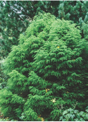 CRYPTOMERIA japonica ELEGANS