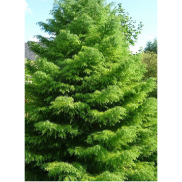 CRYPTOMERIA japonica ELEGANS