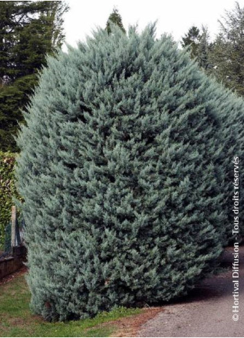 CUPRESSUS arizonica FASTIGIATA