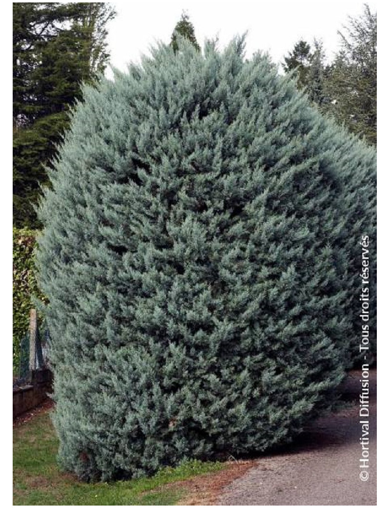 CUPRESSUS arizonica FASTIGIATA