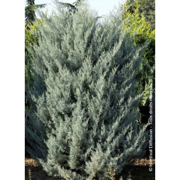 CUPRESSUS arizonica FASTIGIATA