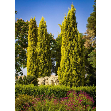 CUPRESSUS sempervirens SWANE'S GOLDEN