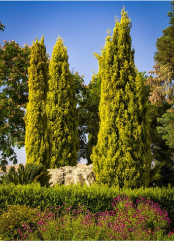 CUPRESSUS sempervirens SWANE'S GOLDEN