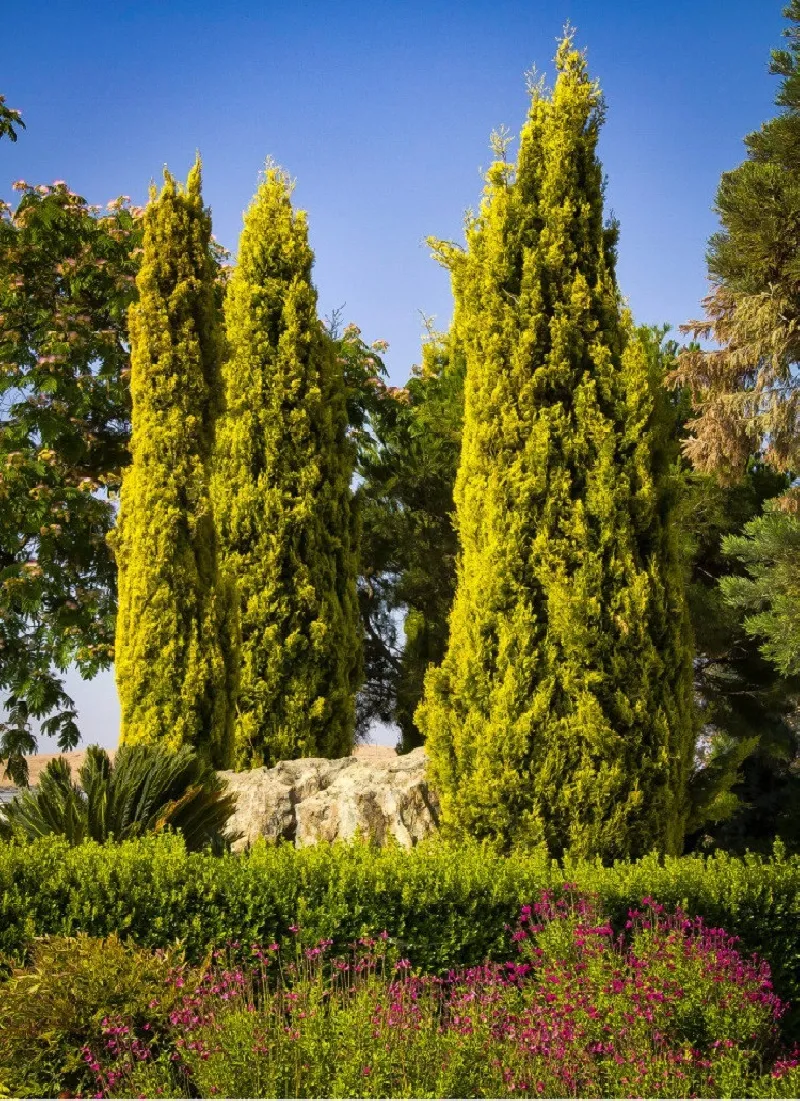 cupressus-sempervirens-swane-s-golden-cypr-s-d-italie-dor