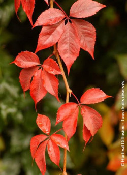 PARTHENOCISSUS quinquefolia ENGELMANNII