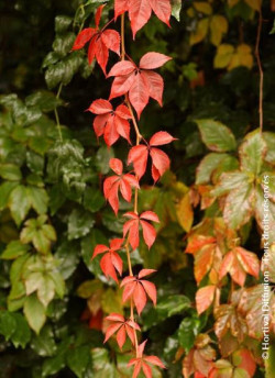 PARTHENOCISSUS quinquefolia ENGELMANNII