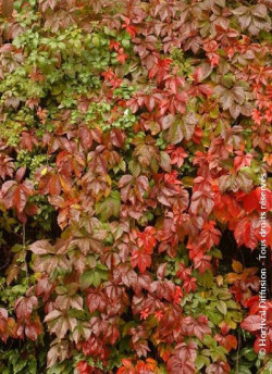 PARTHENOCISSUS quinquefolia ENGELMANNII