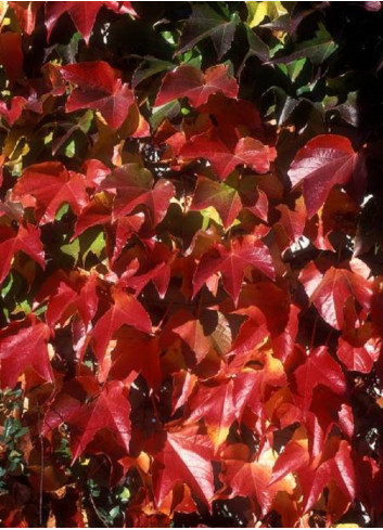 PARTHENOCISSUS tricuspidata ROBUSTA