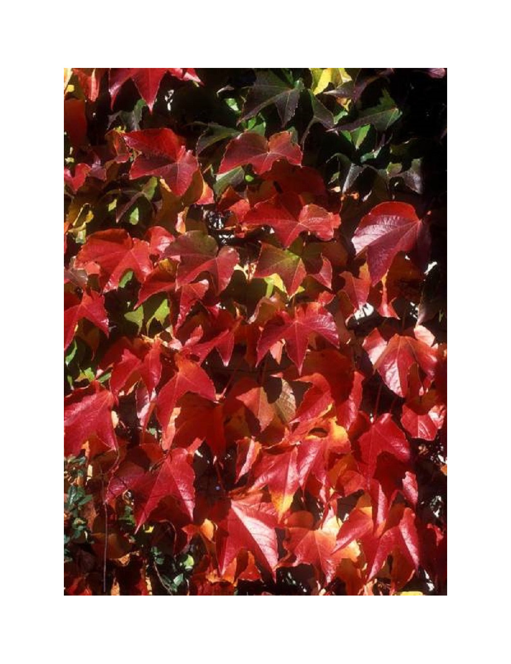 PARTHENOCISSUS tricuspidata ROBUSTA
