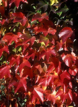 PARTHENOCISSUS tricuspidata ROBUSTA