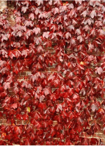 PARTHENOCISSUS tricuspidata ROBUSTA