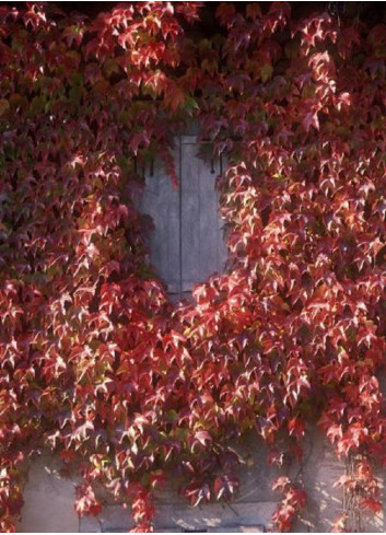 PARTHENOCISSUS tricuspidata ROBUSTA