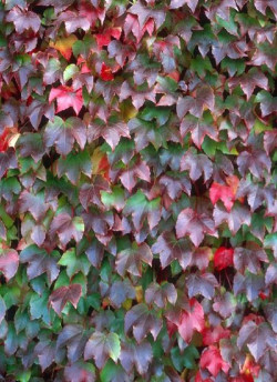PARTHENOCISSUS tricuspidata VEITCHII