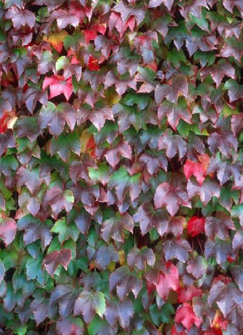 PARTHENOCISSUS tricuspidata VEITCHII