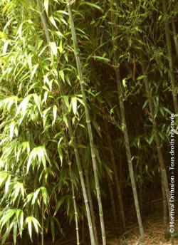 PHYLLOSTACHYS BISSETII