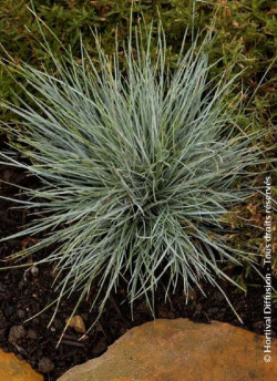 FESTUCA glauca ELIJAH BLUE