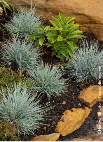 FESTUCA glauca ELIJAH BLUE