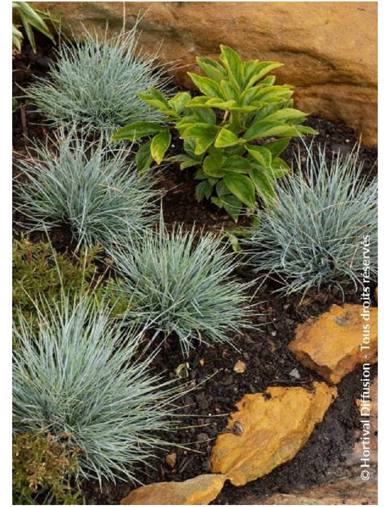 FESTUCA glauca ELIJAH BLUE FESTUCA glauca ELIJAH BLUE