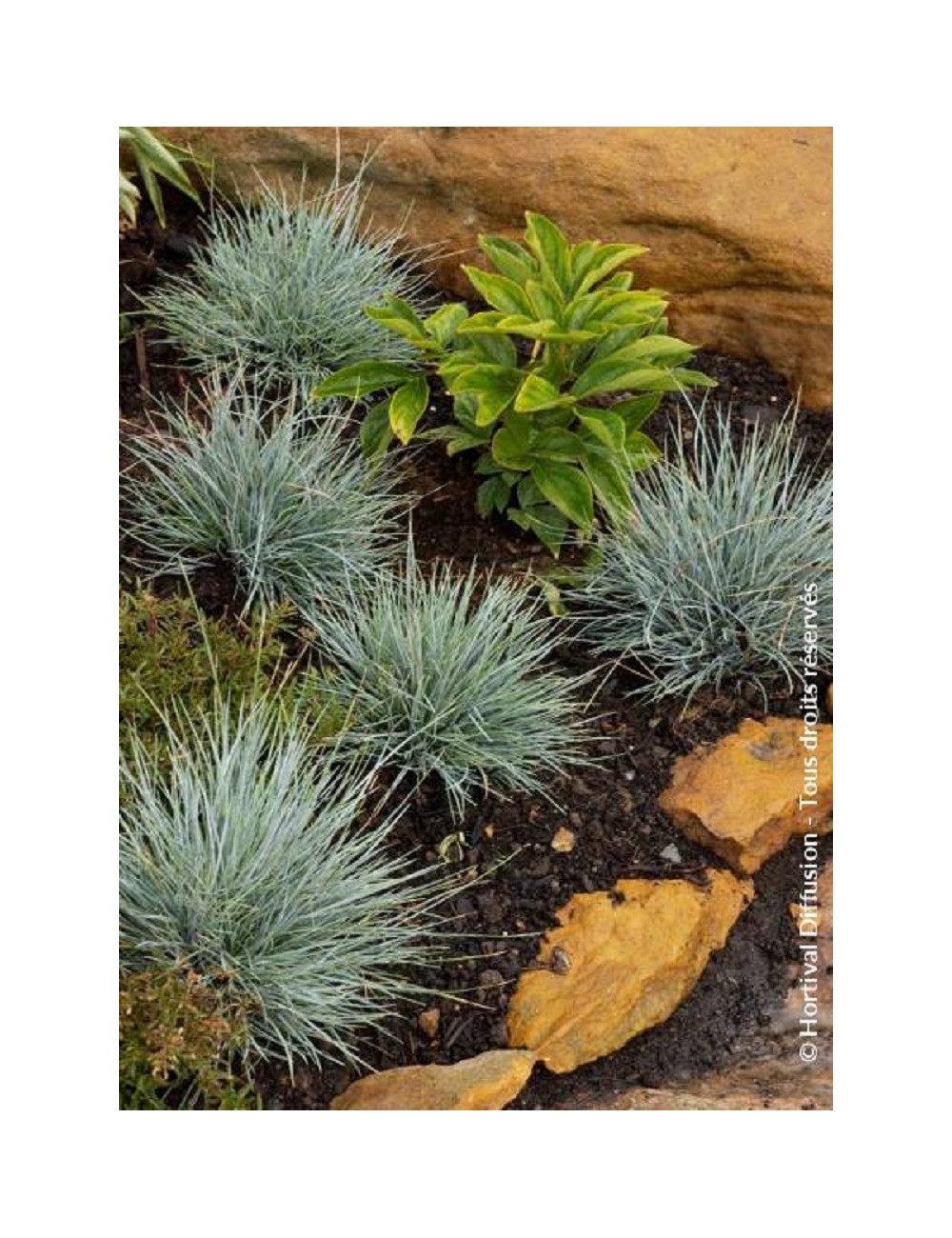 FESTUCA glauca ELIJAH BLUE