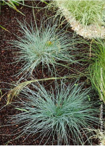 FESTUCA glauca ELIJAH BLUE