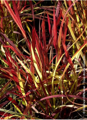 IMPERATA cylindrica RED BARON