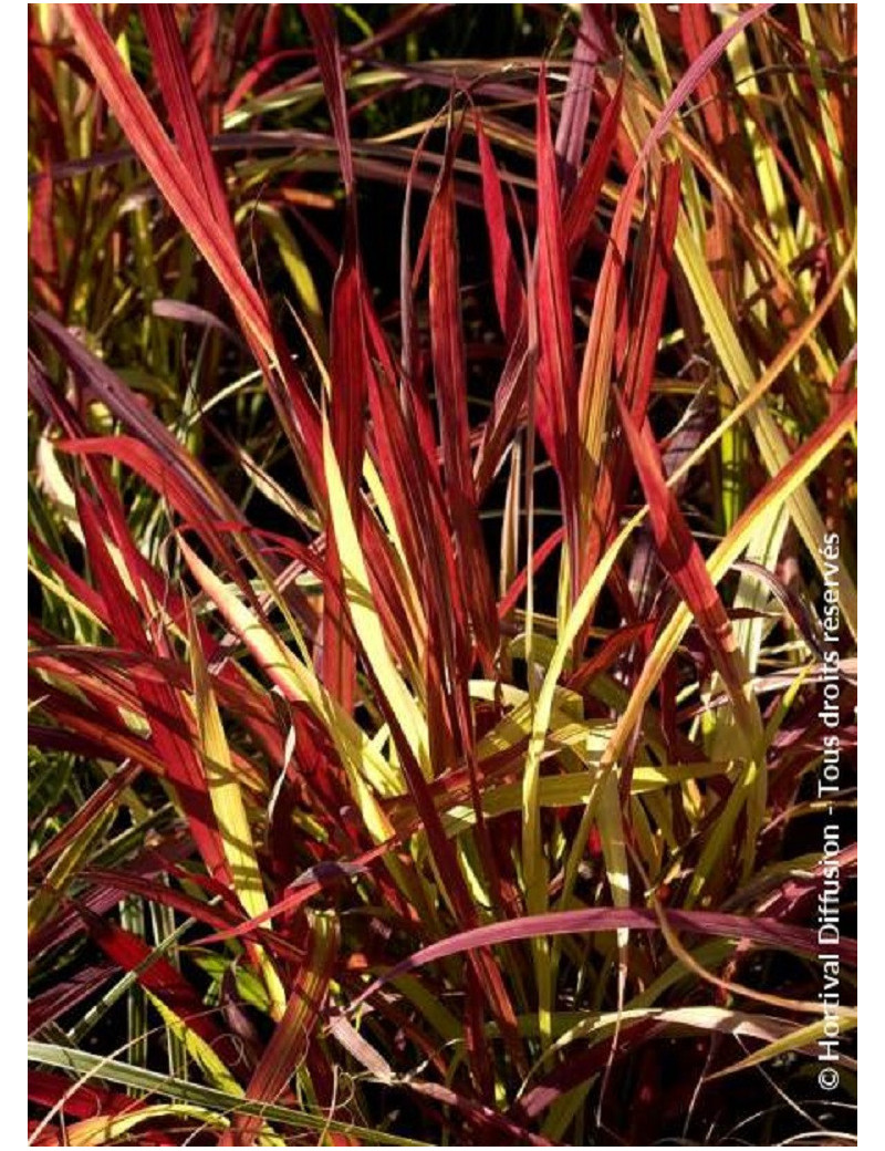IMPERATA cylindrica RED BARON IMPERATA cylindrica RED BARON