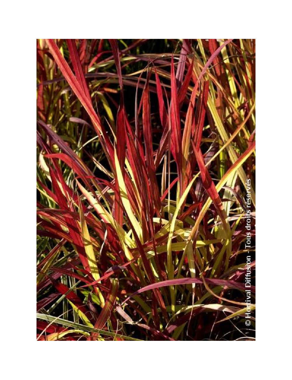 IMPERATA cylindrica RED BARON