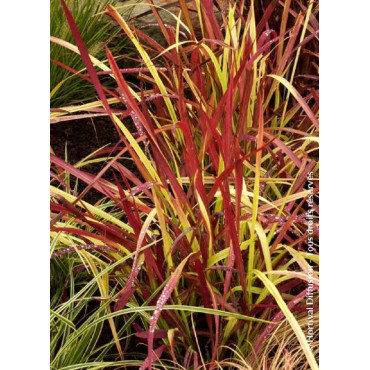 IMPERATA cylindrica RED BARON