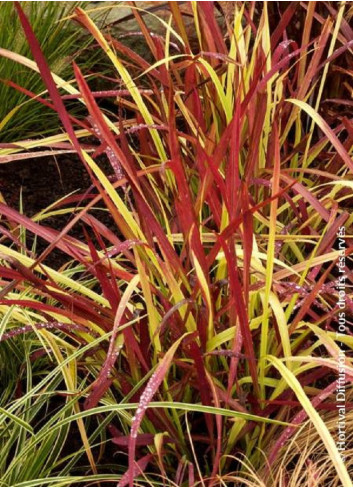 IMPERATA cylindrica RED BARON