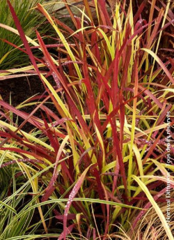 IMPERATA cylindrica RED BARON