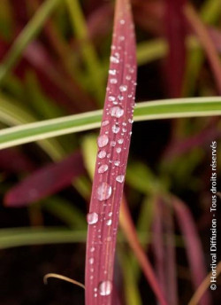 IMPERATA cylindrica RED BARON