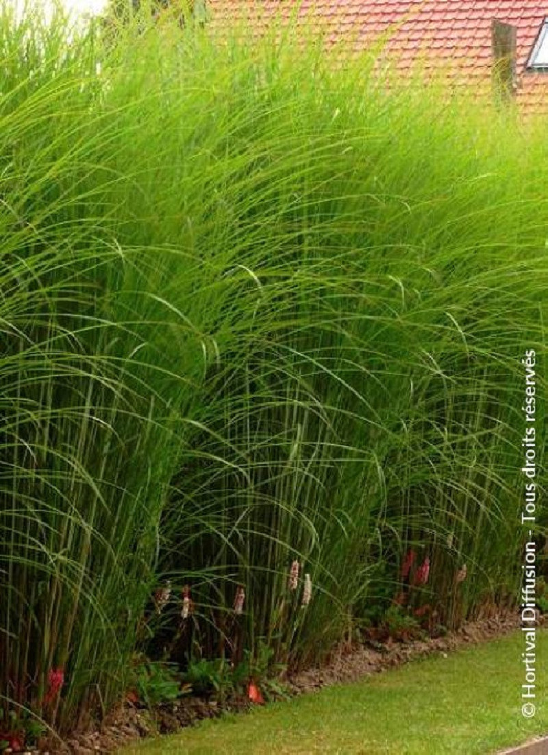 miscanthus-sinensis-gracillimus-roseau-de-chine-herbe-l-phant