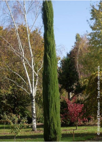 CUPRESSUS sempervirens TOTEM