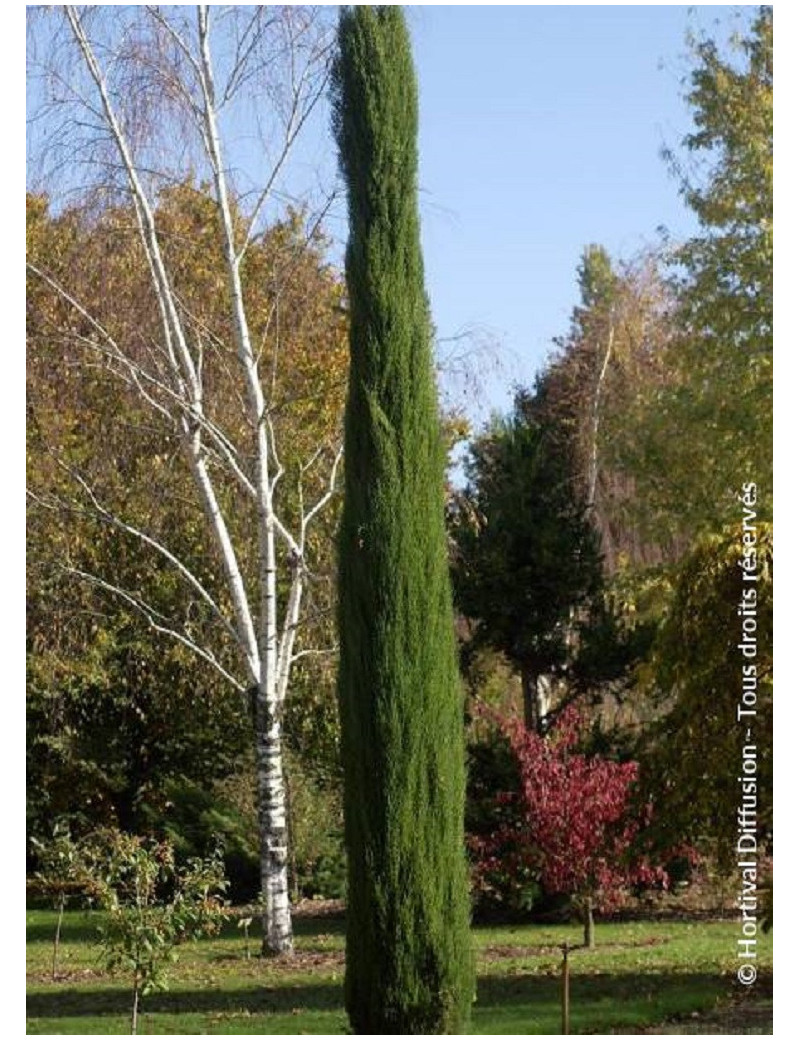 CUPRESSUS sempervirens TOTEM