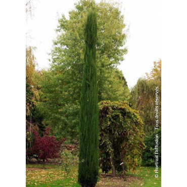 CUPRESSUS sempervirens TOTEM