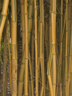 PHYLLOSTACHYS aureosulcata SPECTABILIS